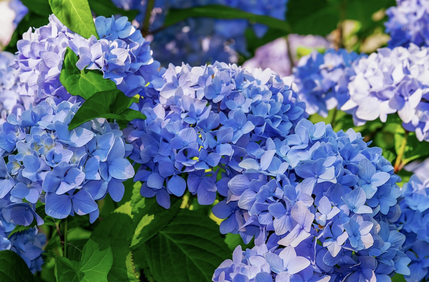 Власть и мера – как укротить гортензию в букете и создать идеальную гармонию