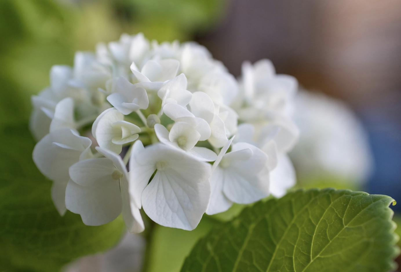 Спасение роскоши – исчерпывающая инструкция по уходу за срезанной гортензией