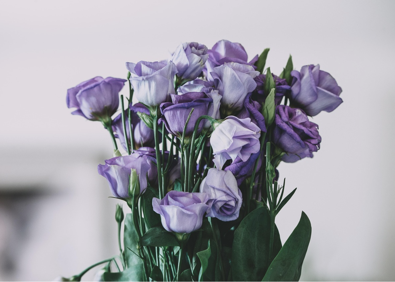 Королевский уход – как сохранить свежесть роз после покупки