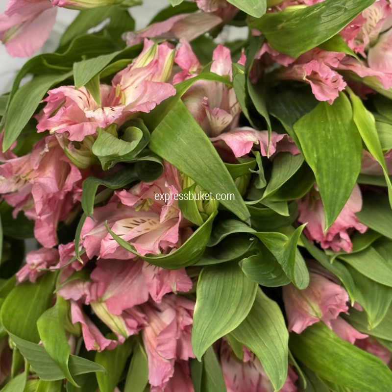 Розовая альстромерия, 10 шт