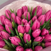 Тюльпаны малиновые 35 штук